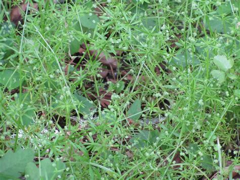 Cleavers - the sticky vines in my backyard!