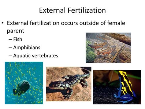 PPT - Internal vs External Fertilization & Development PowerPoint Presentation - ID:1447493