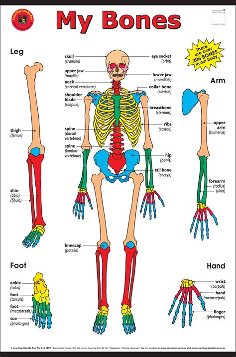 My Bones Cart for $15.00 | Wall Charts | Online Toy Store | Human bones anatomy, Human skeleton ...