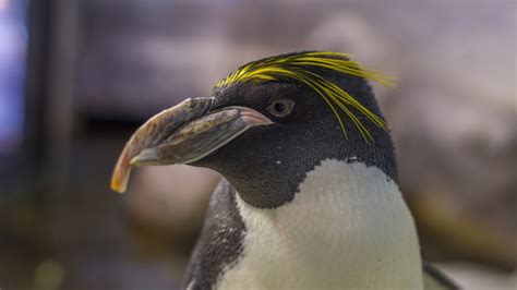 Macaroni Penguin · Tennessee Aquarium