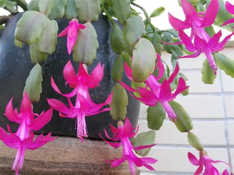 How to Care For and Make a Christmas Cactus Bloom - World of Succulents