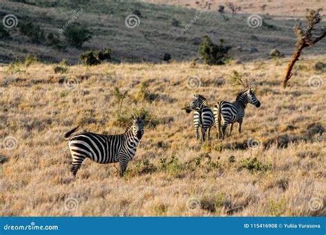 Zebra Herd in Africa Wildlife Conservation National Park Stock Photo ...