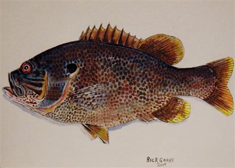 Warmouth Bass Painting by Richard Goohs