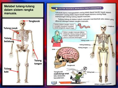 Sistem Rangka Manusia Dan Fungsinya - DamiancelWise