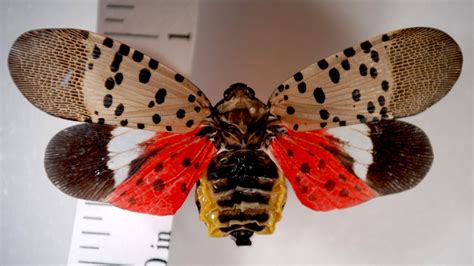 Spotted lanternfly found in Ohio | 10tv.com