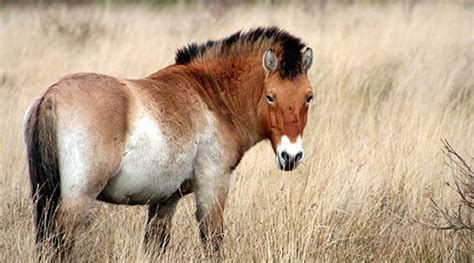 Przewalski's horse Conservation at Marwell Zoo