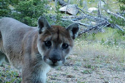 Gallery: Central Washington wildlife caught on camera | Washington State Magazine | Washington ...