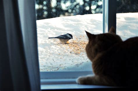 Man Joining Cat To Watch Birds Melts Hearts Online: 'Cutest Thing ...