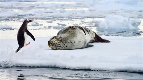 Leopard Seal Eating Penguin