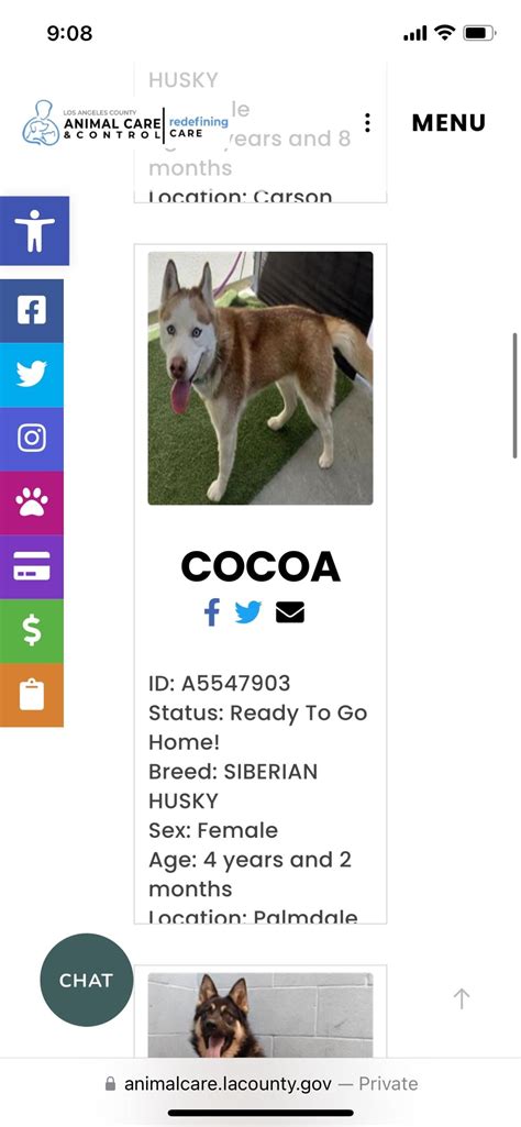 Coco, Husky, Palmdale Animal Shelter California, A5547903, 4yrs, 34 lbs, adopt foster save : r ...