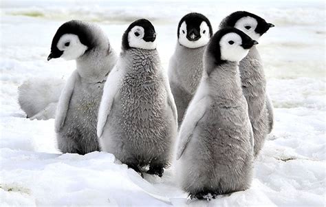 10 facts about emperor penguins - National Geographic Kids