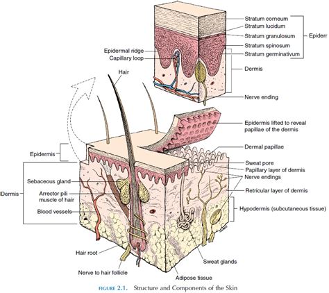 Structure of the Skin