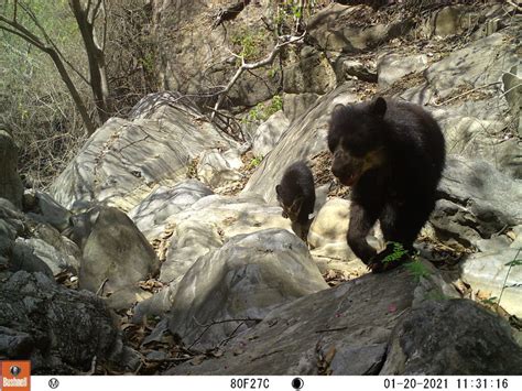 A Change of Plans for Bear Habitat - Wildlife Conservation Network