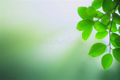 33,221 Blurred Greenery Background Stock Photos - Free & Royalty-Free Stock Photos from Dreamstime