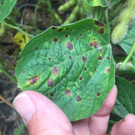 Foliar Soybean Disease Update: August 19, 2017 | Mississippi Crop Situation