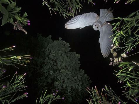 Owl flying at night | Owl, Barn owl, Bird photo