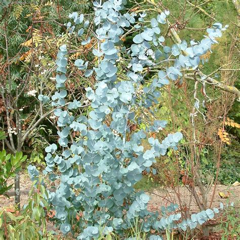 Eucalyptus gunnii Tree | Buy Cider Gum Trees Online