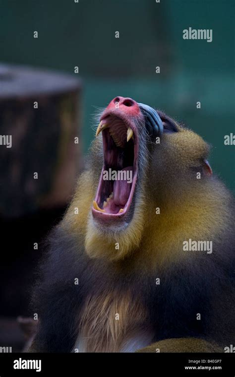 Baboon monkey showing impressive jaw and sharp teeth Stock Photo - Alamy