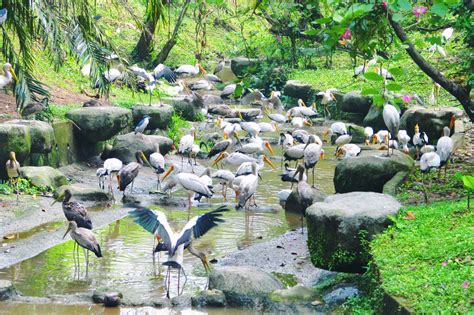 Kuala Lumpur Bird Park (+photos) - We Are From Latvia