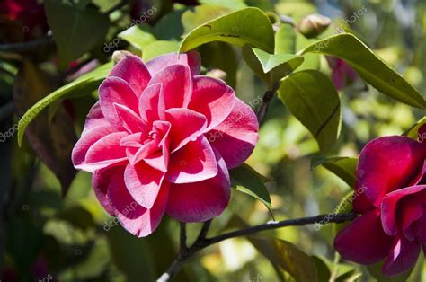 Red camellia flower — Stock Photo © alexandros33 #10365619