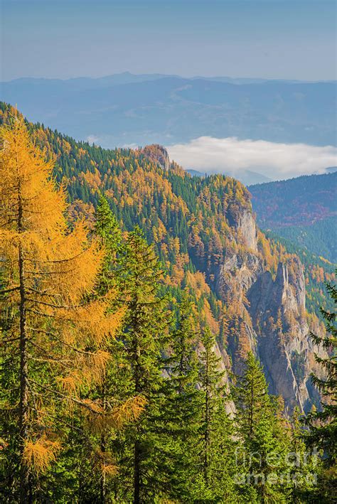 Larch trees in green forest Photograph by Cosmin-Constantin Sava - Pixels