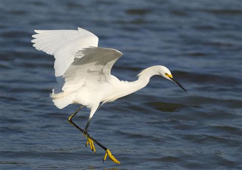 Snowy Egret Flying Photograph by Steve Gettle