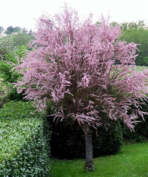 Loire Valley Images: Tamarisk tree in bloom