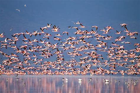 Flock of Pink Flamingos from Lake Manyara, Tanzania Stock Image - Image ...