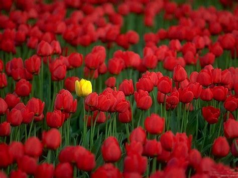 Red Tulips HD wallpaper | Pxfuel