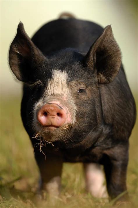 Berkshire pigs, Pig breeds, Pet pigs