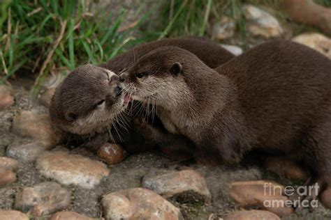 Kissing Otters Photograph by Rawshutterbug - Fine Art America