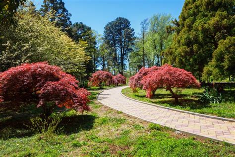 The Batumi Botanical Garden Near Batumi, Georgia. Stock Photo - Image ...