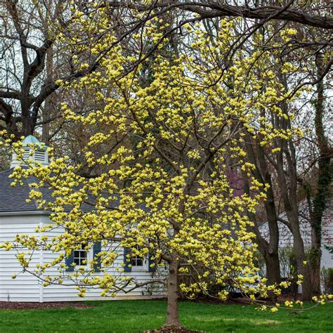 Magnolia Yellow Bird - Sugar Creek Gardens