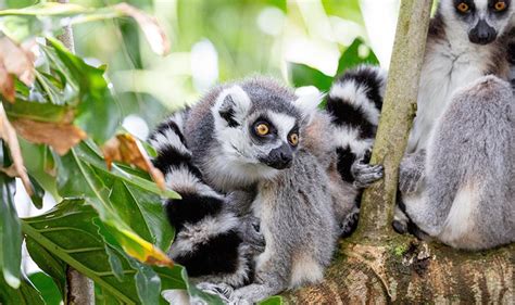 Ring-tailed lemur | Primates | Auckland Zoo