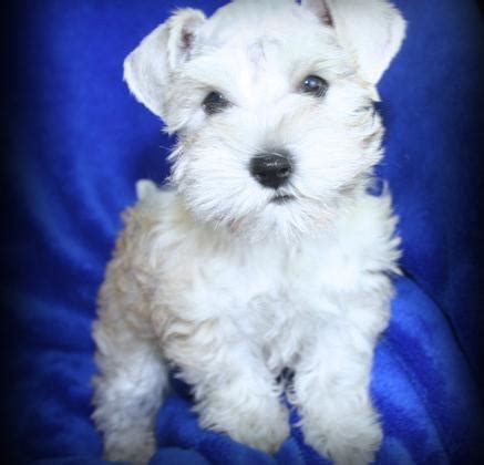 Miniature Schnauzer Puppy for Sale - Adoption, Rescue for Sale in ...