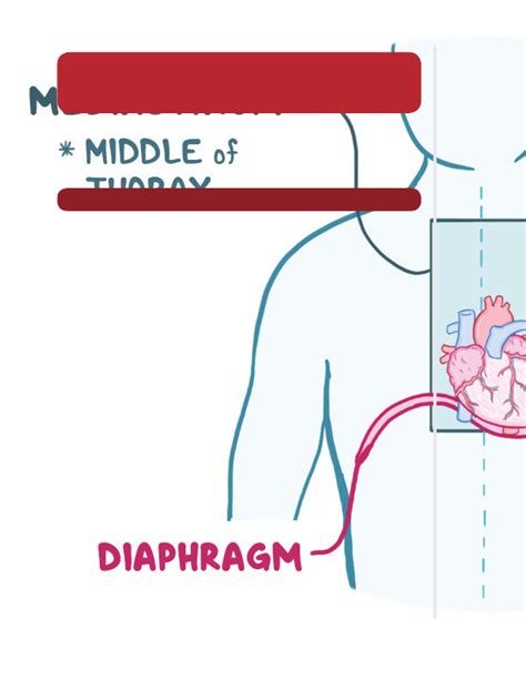 Cardiovascular system anatomy and physiology | Osmosis