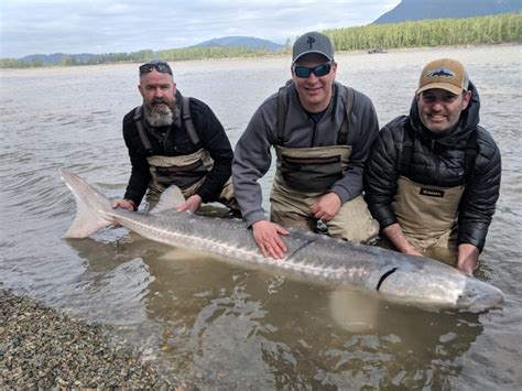 FRASER RIVER STURGEON FISHING REPORT – May 10, 2019 - Johnny's Sport ...