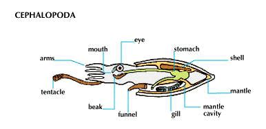 cephalopod - Students | Britannica Kids | Homework Help