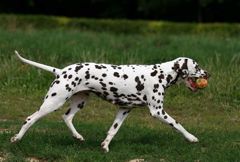 Are Dalmatian Good Family Dogs