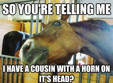 100 Weird Horse Memes Images