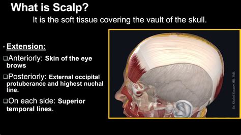 Anatomy of the scalp - YouTube