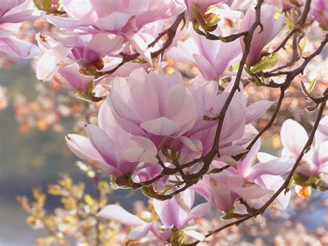 Magnolia Tree Facts | Arbor Hill Tree Nursery | Omaha & ElkhornArbor Hill Trees Omaha Blog