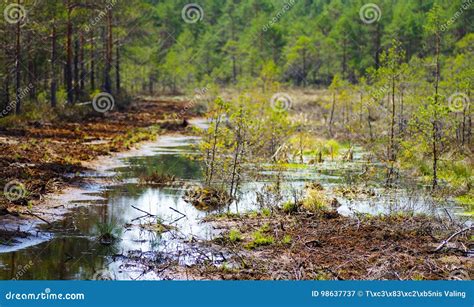 Restoration of Bog Ecosystem in Estonia Stock Image - Image of emission ...