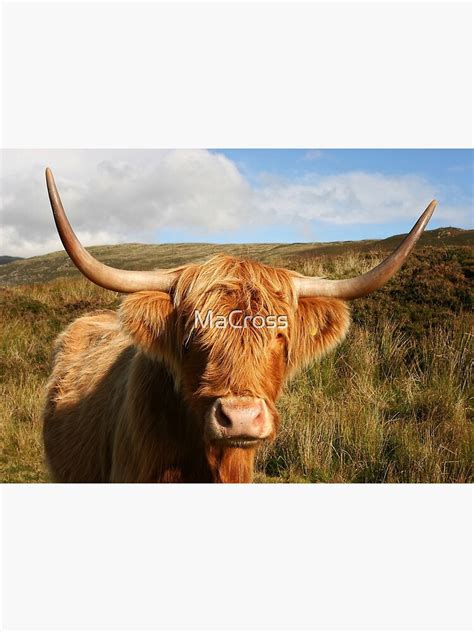 "Scottish Highland Cattle - Scottish Highland Cattle" Art Print by MaCross | Redbubble