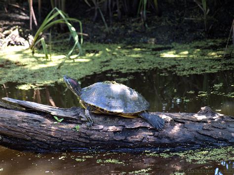 Swamp Tour - HawkeBackpacking.com