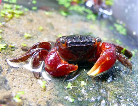 Red Claw Crab Dermogenys pusilla for sale at azgardens.com