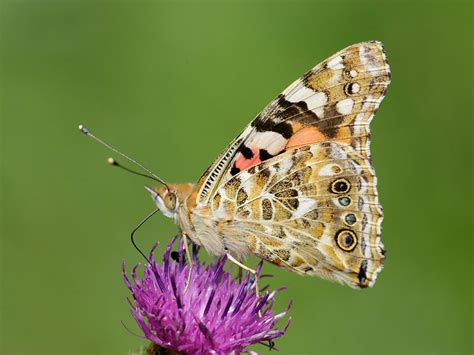 Painted Lady | Butterfly Conservation