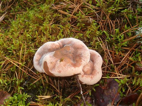 Real Monstrosities: Bleeding Tooth Fungus