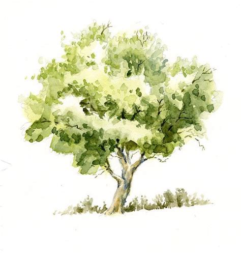 Watercolor+Trees | Sweet Nature: Watercolor Tree Sketch | Arboles con ...