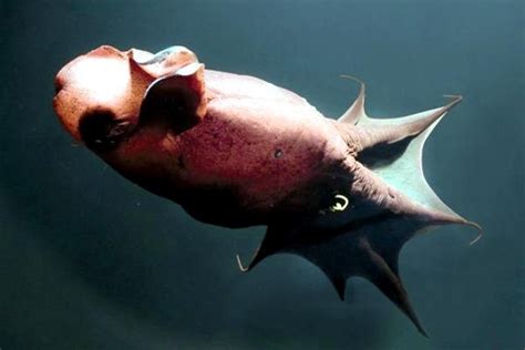 Vampire Squid – "OCEAN TREASURES" Memorial Library